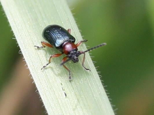 Oulema melanopus &copy; LETHEVE Xavier