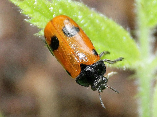 Clytra quadripunctata &copy; COLINDRE Laurent