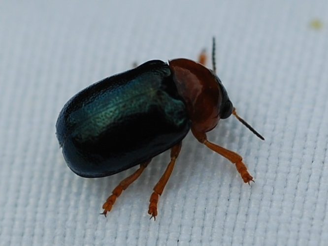 Smaragdina salicina &copy; VANSTEENE Nicolas