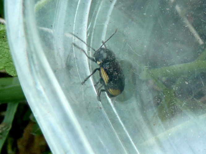 Cryptocephalus moraei &copy; MAILLIER Sébastien