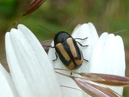 Cryptocephalus vittatus &copy; MAILLIER Sébastien