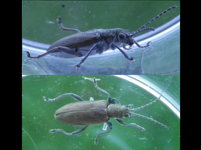 Donacia cinerea &copy; HALLART Guénael