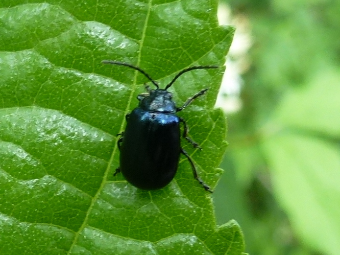 Agelastica alni &copy; MAILLIER Sébastien