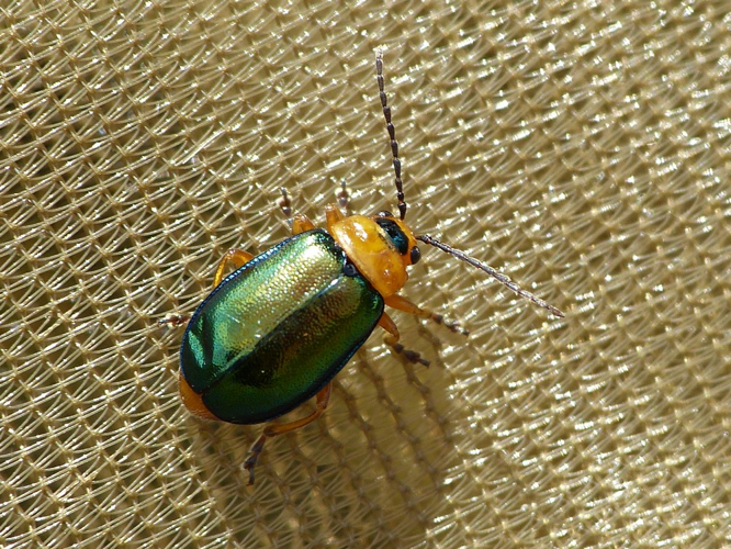 Sermylassa halensis &copy; BARBIER Simon