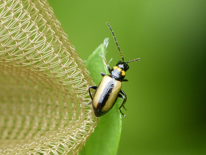 Calomicrus circumfusus &copy; BARBIER Simon