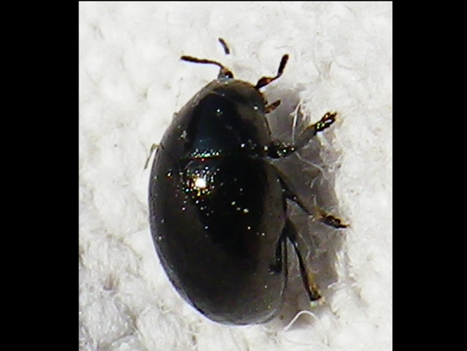 Oomorphus concolor &copy; HALLART Guénael