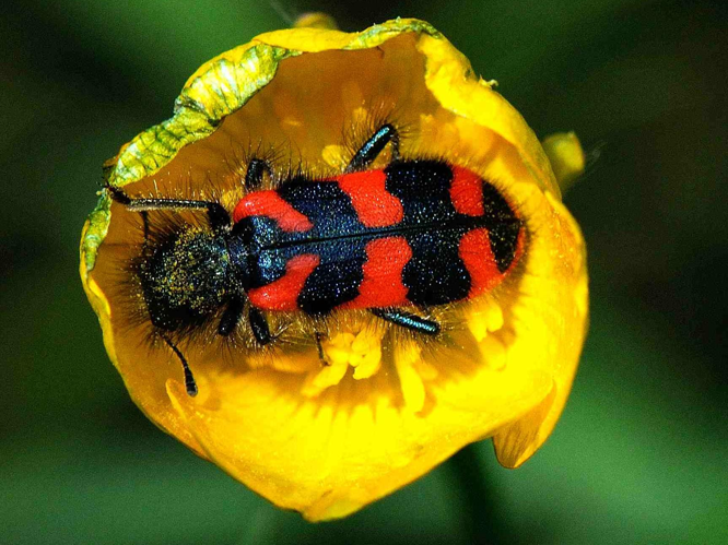 Trichodes alvearius &copy; MATHOT William