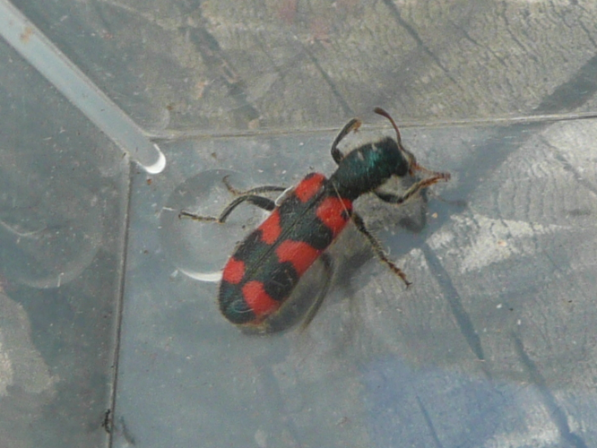 Trichodes leucopsideus &copy; MAILLIER Sébastien