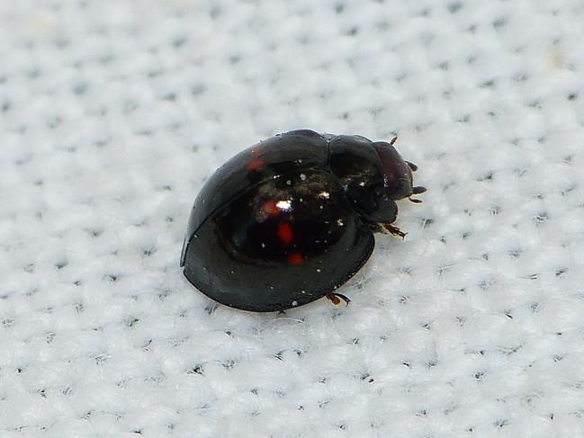 Chilocorus bipustulatus &copy; BARBIER Simon