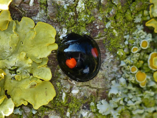 Chilocorus renipustulatus &copy; BARBIER Simon