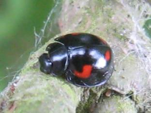 Brumus quadripustulatus &copy; DECLERCQ Sophie