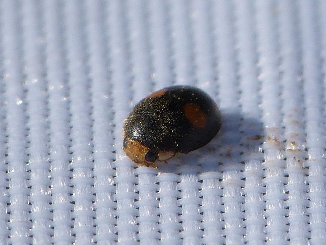 Platynaspis luteorubra &copy; BARBIER Simon