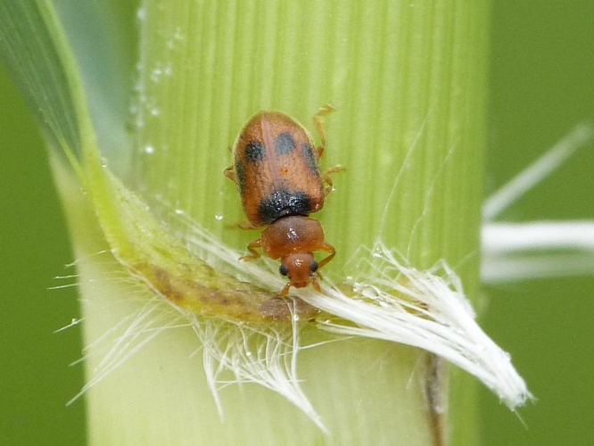 Coccidula scutellata &copy; BARBIER Simon