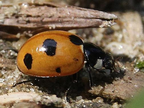 Coccinella magnifica &copy; COLINDRE Laurent