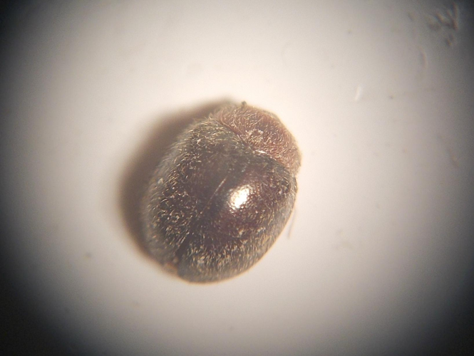 Rhyzobius lophanthae &copy; TERRASSE Gilbert