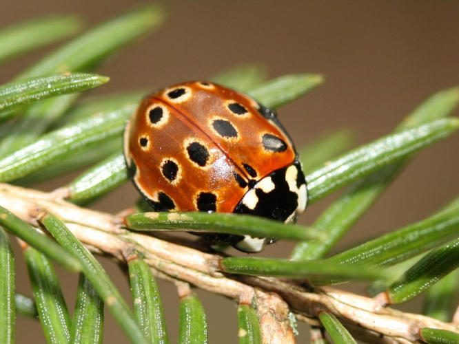 Anatis ocellata &copy; LETHEVE Xavier