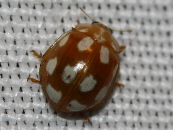 Calvia decemguttata &copy; LETHEVE Xavier