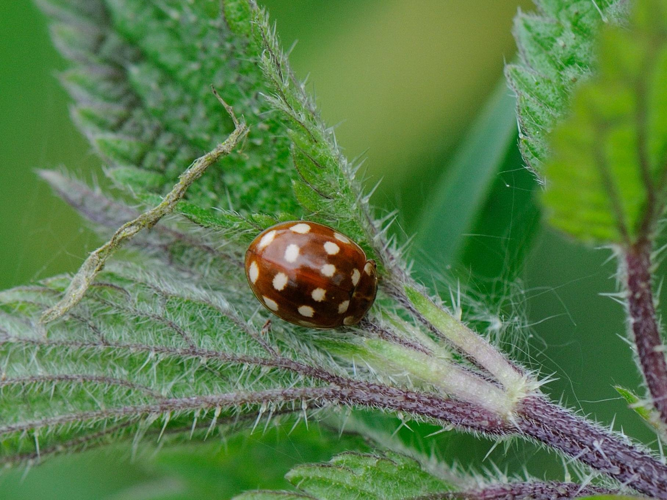Calvia quatuordecimguttata &copy; MATHOT William