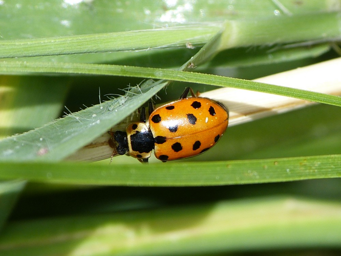 Hippodamia tredecimpunctata &copy; BARBIER Simon