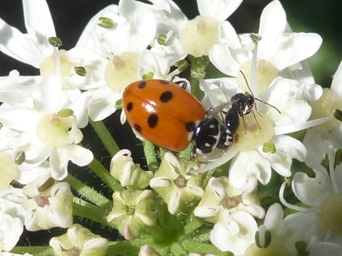 Hippodamia variegata © MAILLIER Sébastien
