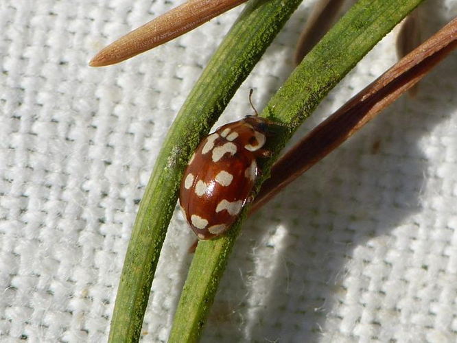 Myrrha octodecimguttata &copy; BARBIER Simon