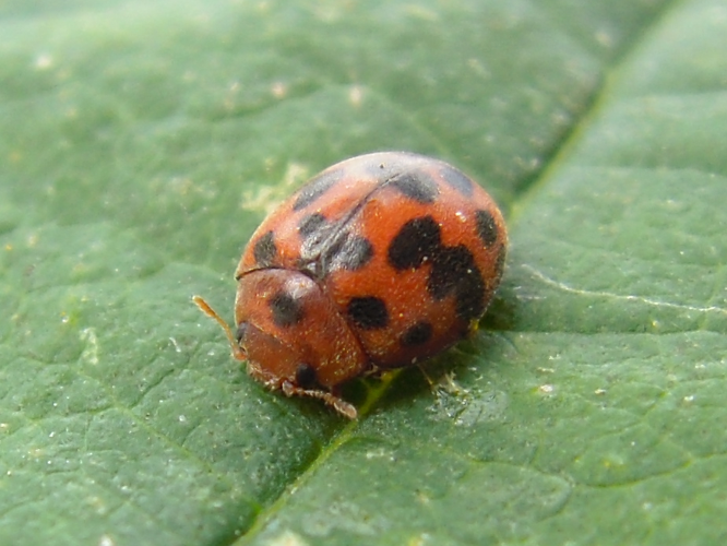 Subcoccinella vigintiquatuorpunctata &copy; HERMANT Thomas