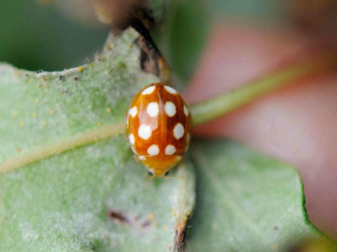 Vibidia duodecimguttata &copy; MATHOT William