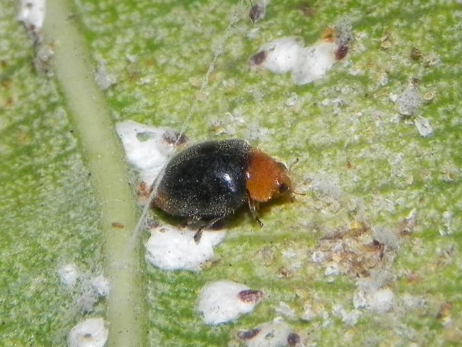 Cryptolaemus montrouzieri &copy; DECLERCQ Sophie