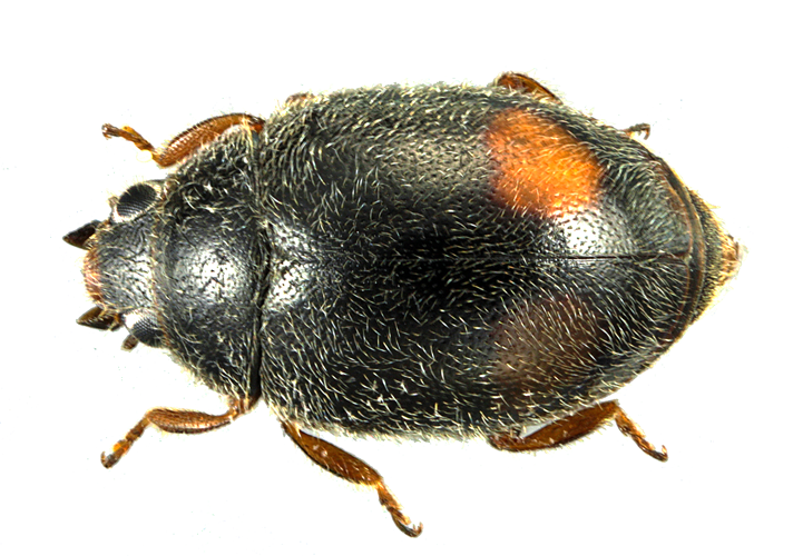 Nephus bipunctatus &copy; YVINEC Jean-Hervé (ADEP)