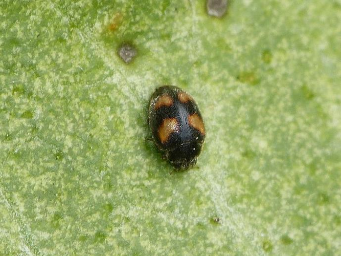 Nephus quadrimaculatus &copy; BARBIER Simon