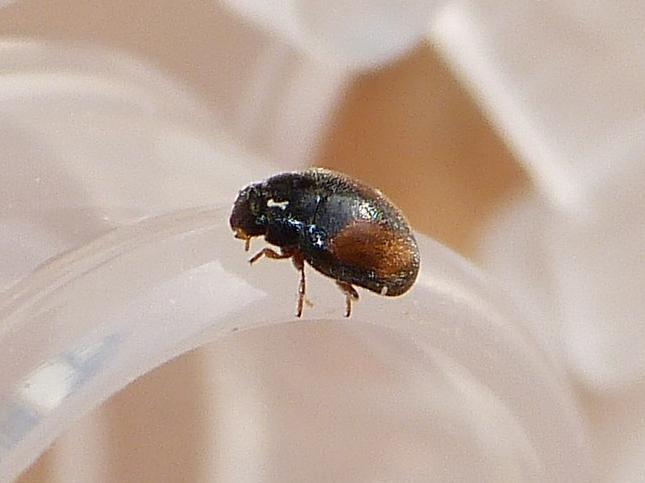 Nephus redtenbacheri &copy; BARBIER Simon