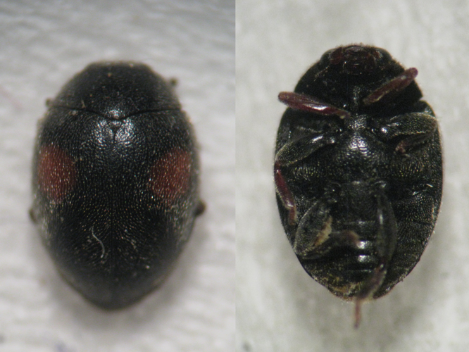 Scymnus apetzi &copy; HERMANT Thomas