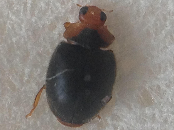 Scymnus auritus &copy; TERRASSE Gilbert