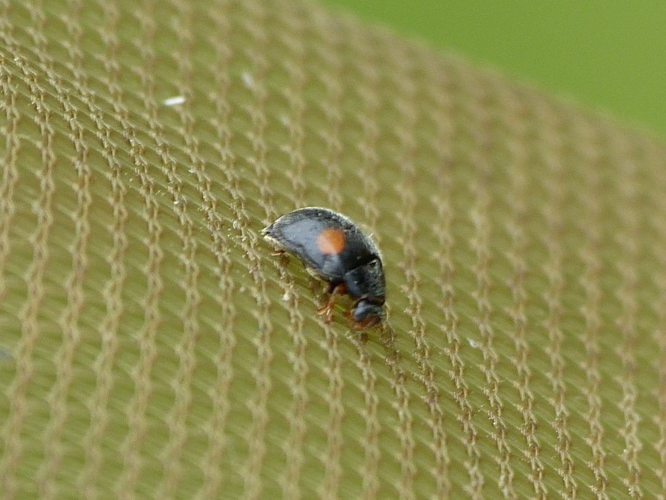 Scymnus bivulnerus © BARBIER Simon