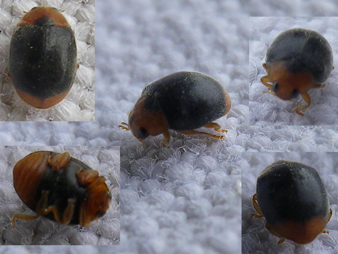 Scymnus ferrugatus &copy; HALLART Guénael