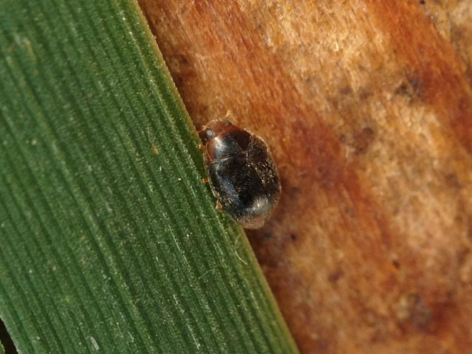 Scymnus haemorrhoidalis &copy; TERRASSE Gilbert