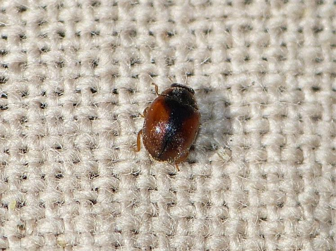 Scymnus interruptus &copy; BARBIER Simon