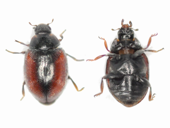 Scymnus limbatus &copy; COLLGROS Jérome