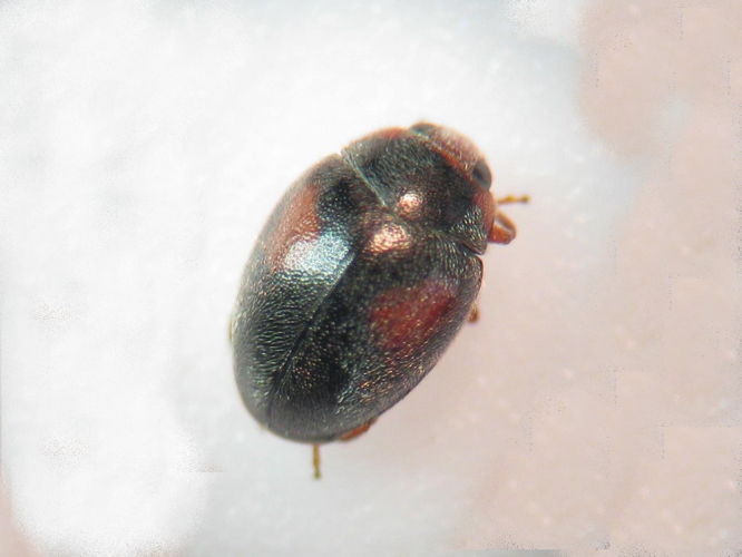 Scymnus mimulus &copy; LEGRIS Sébastien