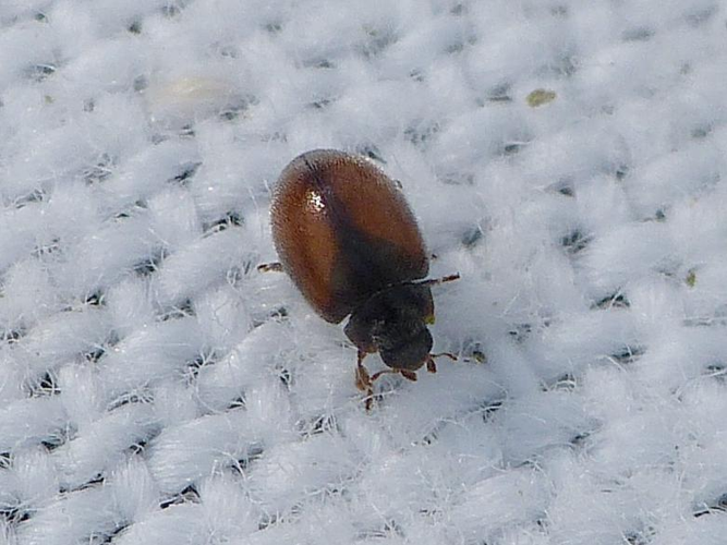 Scymnus suturalis &copy; BARBIER Simon