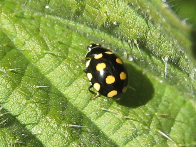 Coccinula quatuordecimpustulata &copy; DECLERCQ Sophie