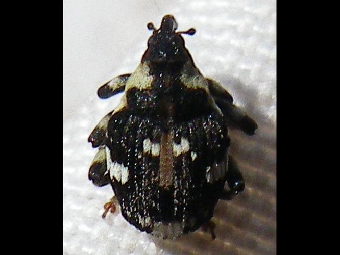 Hadroplontus trimaculatus &copy; HALLART Guénael