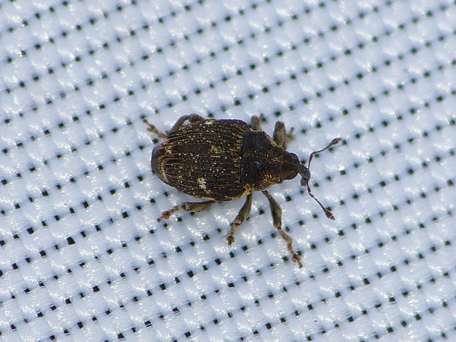 Nedyus quadrimaculatus &copy; BARBIER Simon