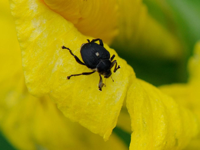 Mononychus punctumalbum &copy; MATHOT William