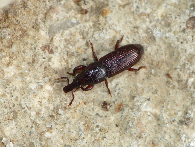 Pentarthrum huttoni &copy; BARBIER Simon