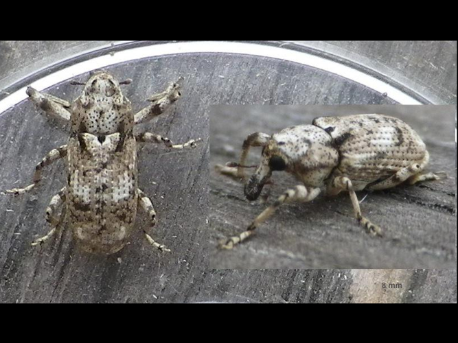 Gasterocercus depressirostris &copy; HALLART Guénael