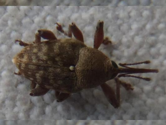 Curculio glandium &copy; HALLART Guénael