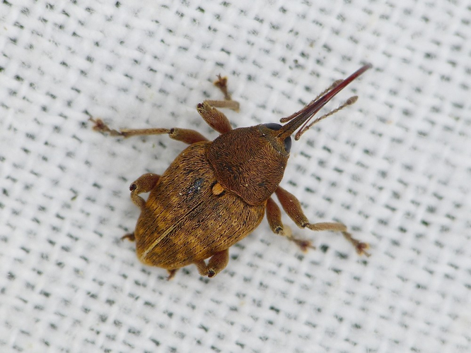 Curculio nucum &copy; BARBIER Simon