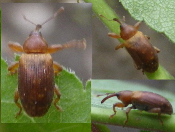 Dorytomus tortrix &copy; HALLART Guénael