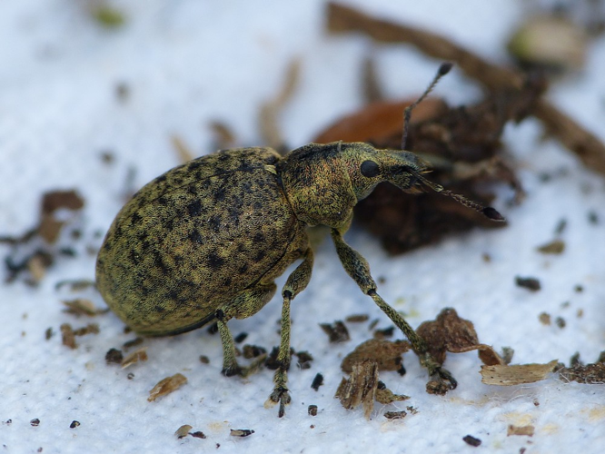 Liophloeus tessulatus &copy; BARBIER Simon